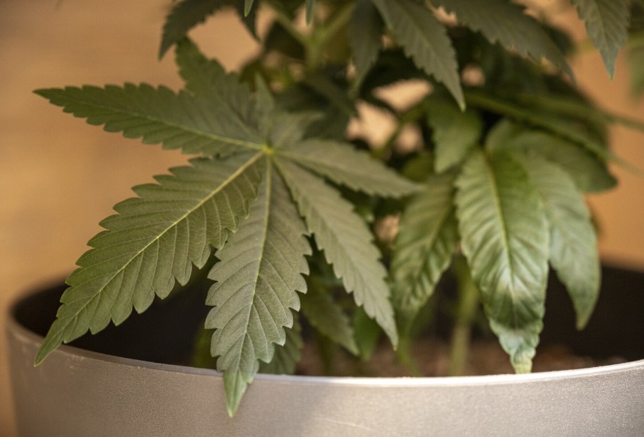 cultivo en casa iwannagrowshop